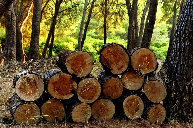 Where to Purchase Local Firewood for Mt Rainier