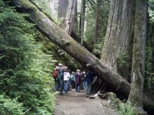 Grove of the Patriarchs Trail