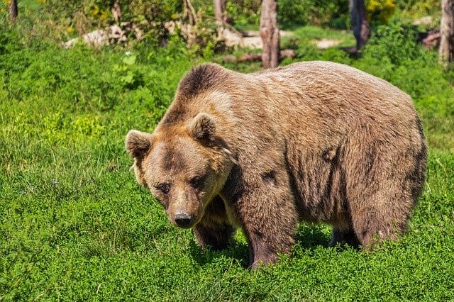 Yellowsone Bear Safety