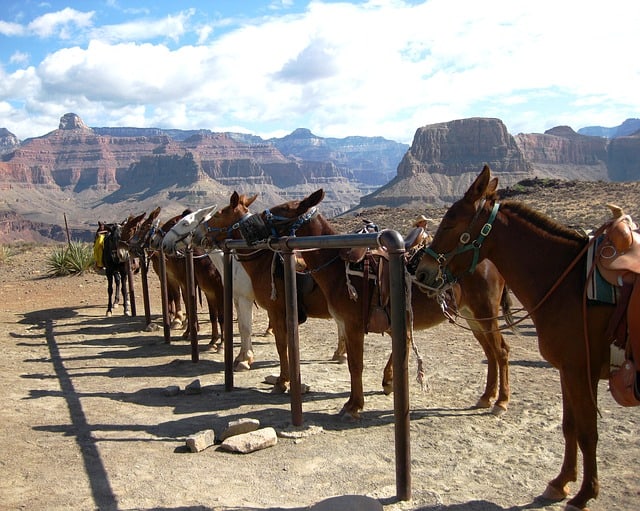 Grand Canyon Mules