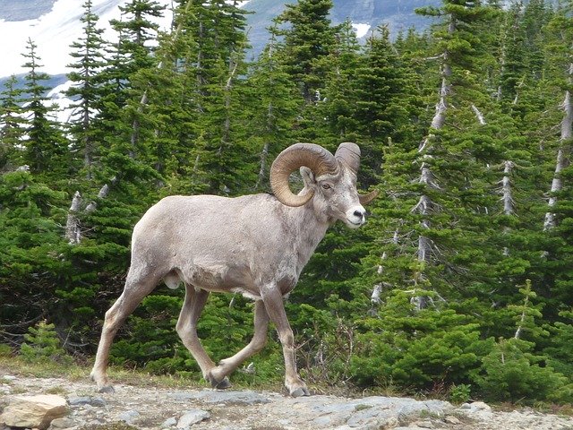 Glacier Park Goat