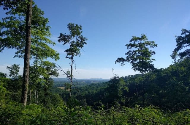 Knobstone Trail View