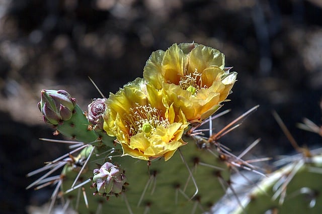 Grand Canyon Spring Hike