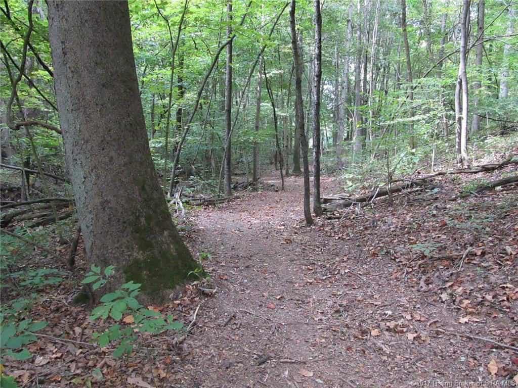 Shady Hiking Trail