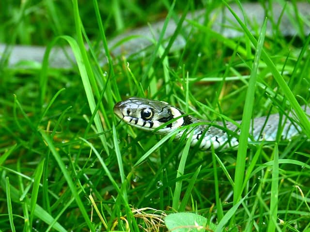 Camp Snake Safety