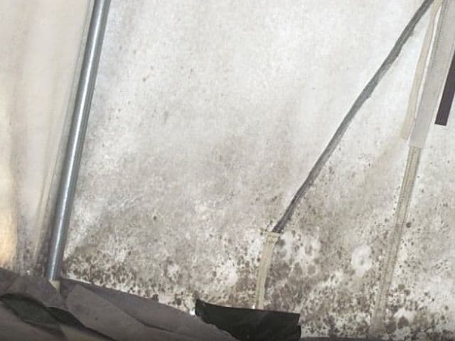 Mold and Mildew in a Tent