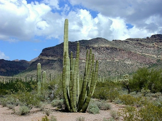 Organ Pipe Cactus